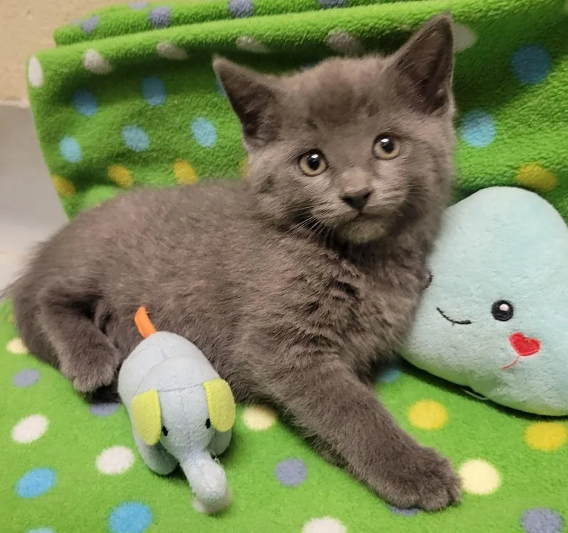 A baby medium-sized male Tabby (Gray / Blue / Silver) Domestic Short Hair cat named Larkspur for adoption in Mason City, IA