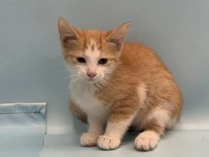 A baby small-sized female Domestic Short Hair cat named Spice for adoption in Coon Rapids, MN