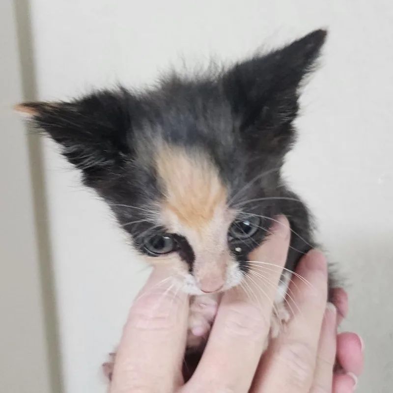 A baby small-sized female Tortoiseshell Domestic Medium Hair cat named Nora for adoption in Houston, TX