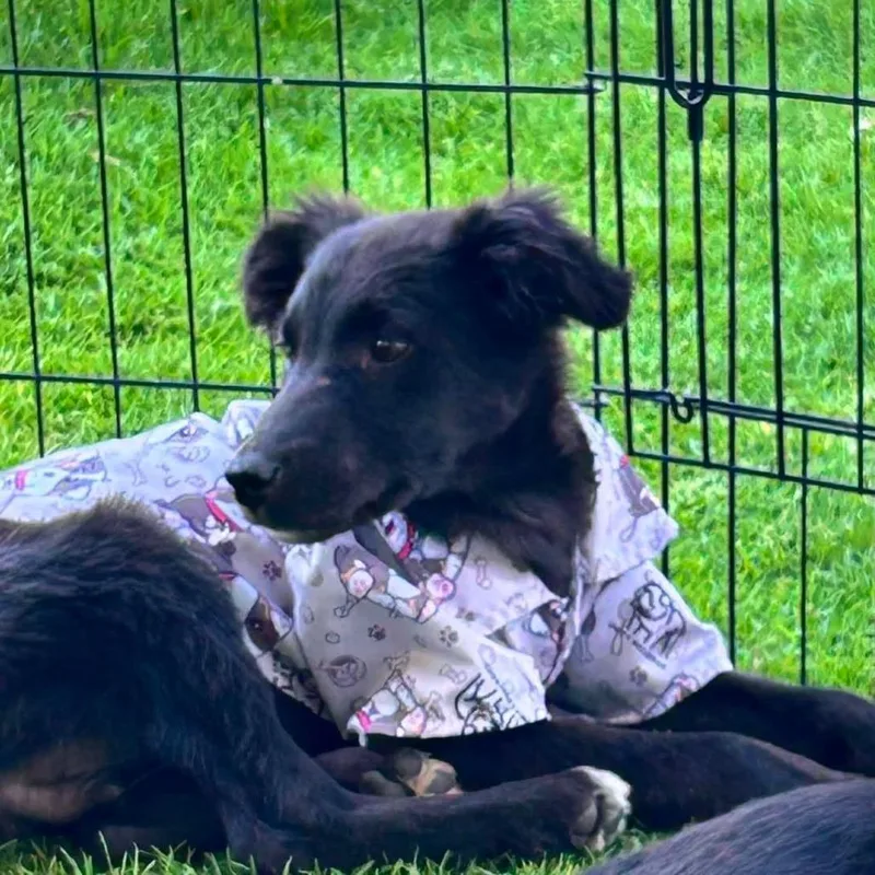A baby medium-sized male Black Mixed Breed dog named Zizo for adoption in Plainfield, IL