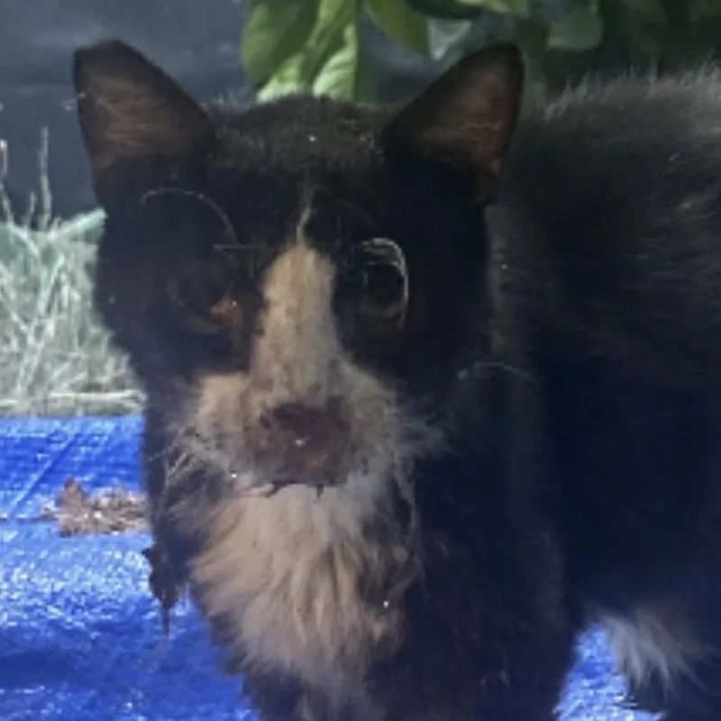 An adult small-sized male Black Domestic Short Hair cat named Maxwell for adoption in Los Angeles, CA