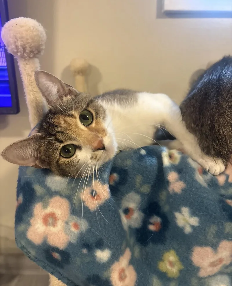 An adult medium-sized female Calico cat named Olive Oil for adoption in Woodlawn, TN