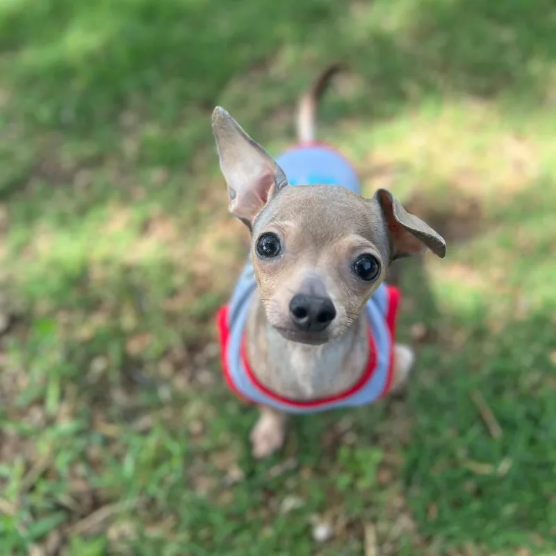 Rufus