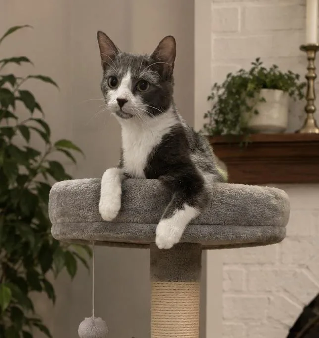 An adult medium-sized male Domestic Short Hair cat named Laffy Taffy for adoption in Dallas, TX