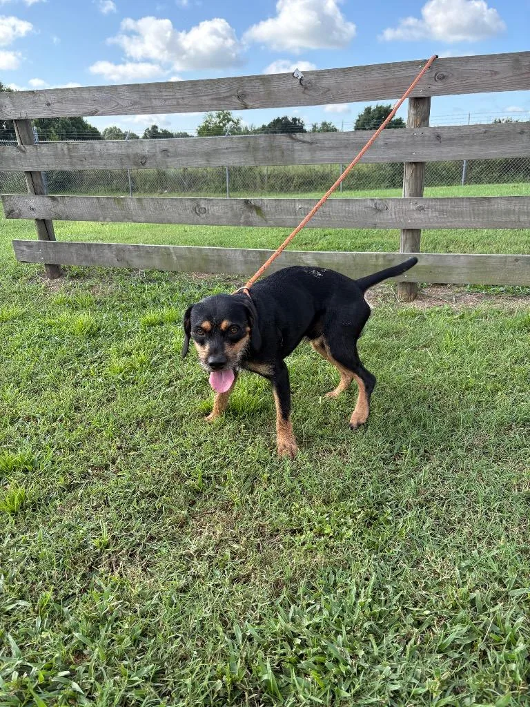 An adult medium-sized male Terrier dog named Bill for adoption in Wauchula, FL
