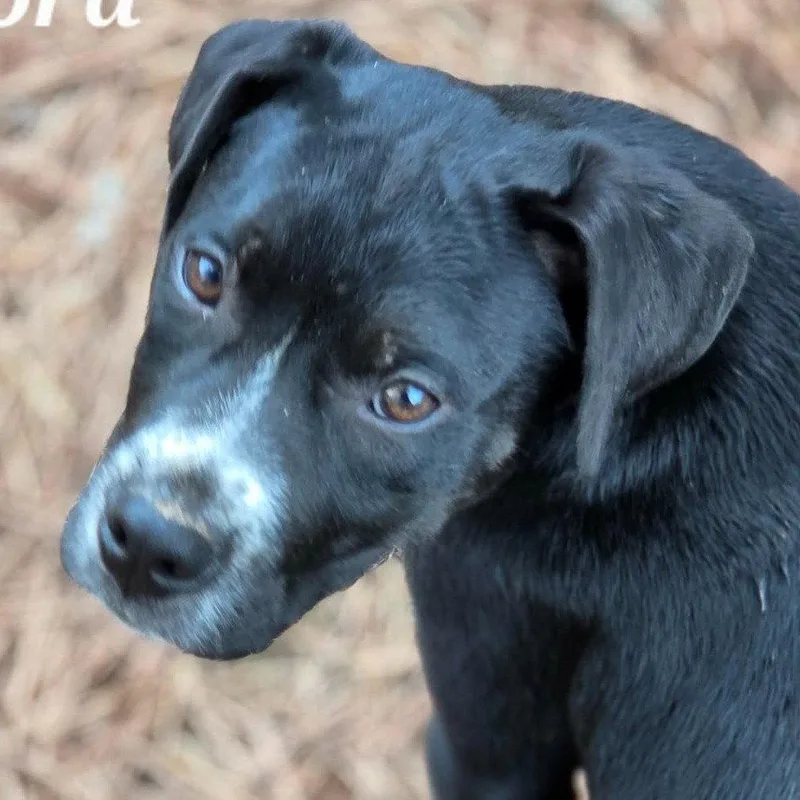 Hertford thumbnail 2