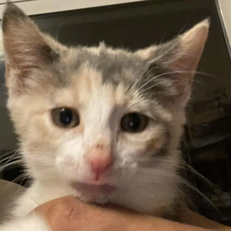 A baby small-sized female Calico Domestic Medium Hair cat named Kate for adoption in Bel Air, MD