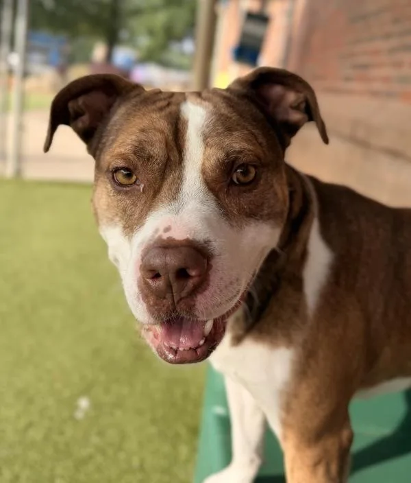 A young medium-sized male Pit Bull Terrier dog named Dice for adoption in Canton, GA