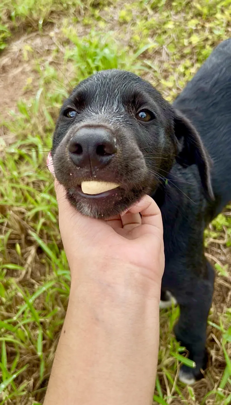 Oreo  Loving  thumbnail 2