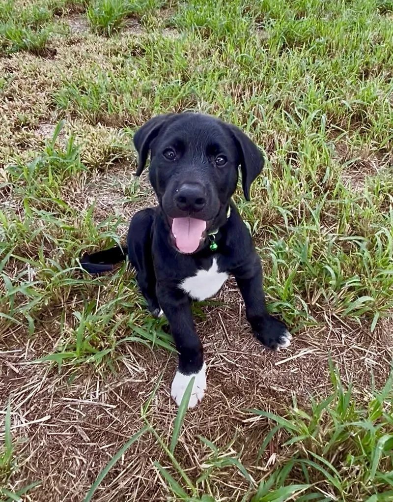 Oreo  Loving  thumbnail 3