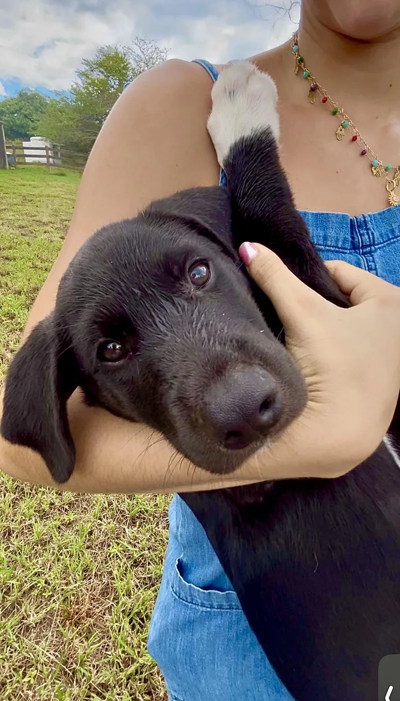 Oreo  Loving  thumbnail 5