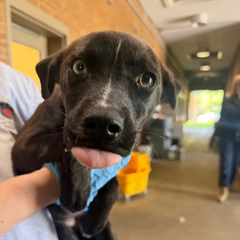 A baby small-sized female Black Terrier dog named Dara for adoption in Birmingham, AL