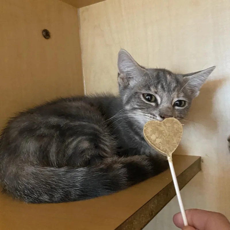 A baby small-sized female Gray / Blue / Silver Domestic Short Hair cat named Minnie for adoption in Washington Township, OH
