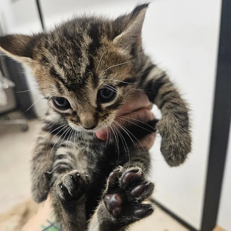 A baby small-sized male Brown / Chocolate American Shorthair cat named Moe for adoption in Lake Jackson, TX