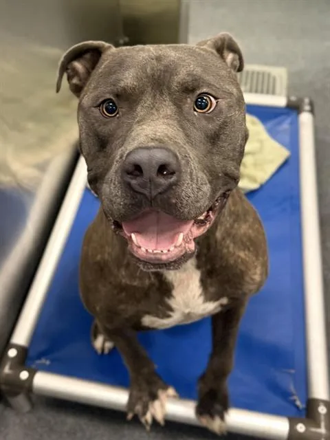 An adult large-sized male Mixed Breed dog named King for adoption in Dallas, TX