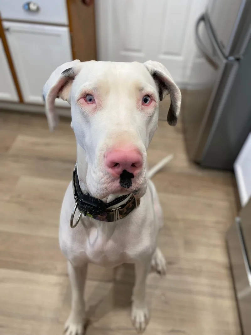 Darla Jean thumbnail 2