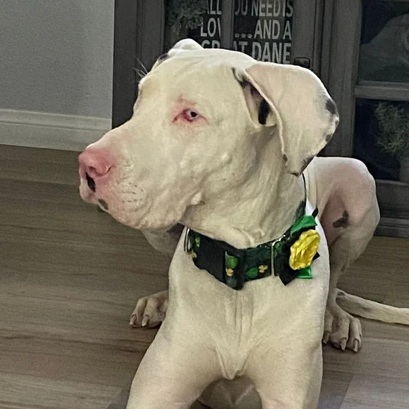 Darla Jean thumbnail 3