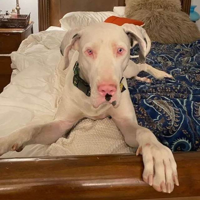 Darla Jean thumbnail 4