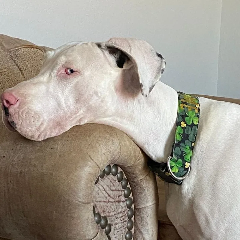 Darla Jean thumbnail 5