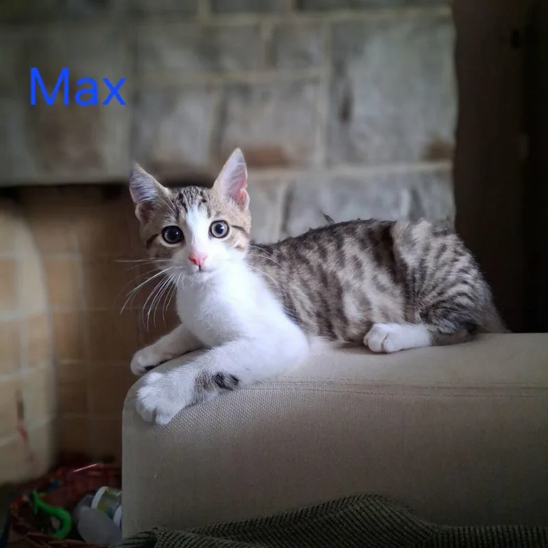 A young medium-sized male Tabby (Brown / Chocolate) Domestic Short Hair cat named Max for adoption in Pittsburgh, PA