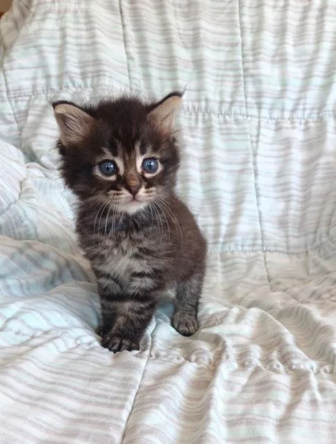 A baby small-sized male Domestic Short Hair cat named Valor for adoption in Tustin, CA