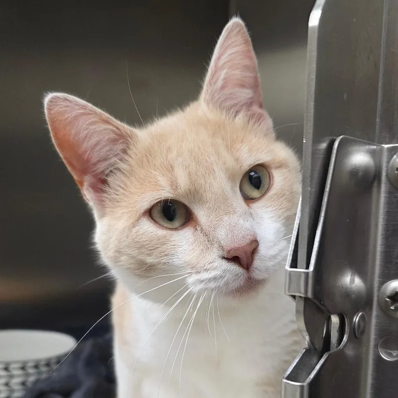 A young medium-sized male Orange / Red Domestic Short Hair cat named Cheese for adoption in Gloucester, VA