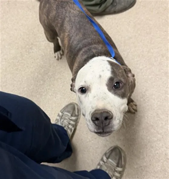 A young medium-sized female Pit Bull Terrier dog named Kelly for adoption in Bakersfield, CA