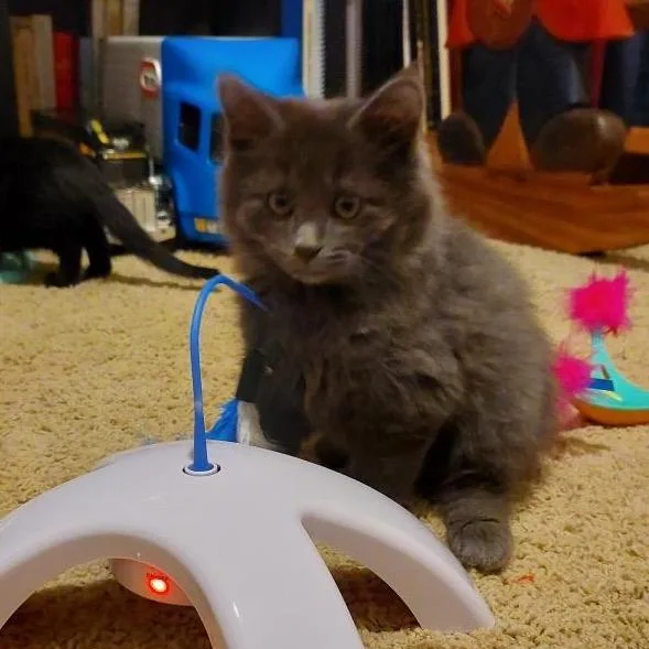 A baby small-sized male Gray / Blue / Silver Domestic Short Hair cat named Cadbury for adoption in Nampa, ID
