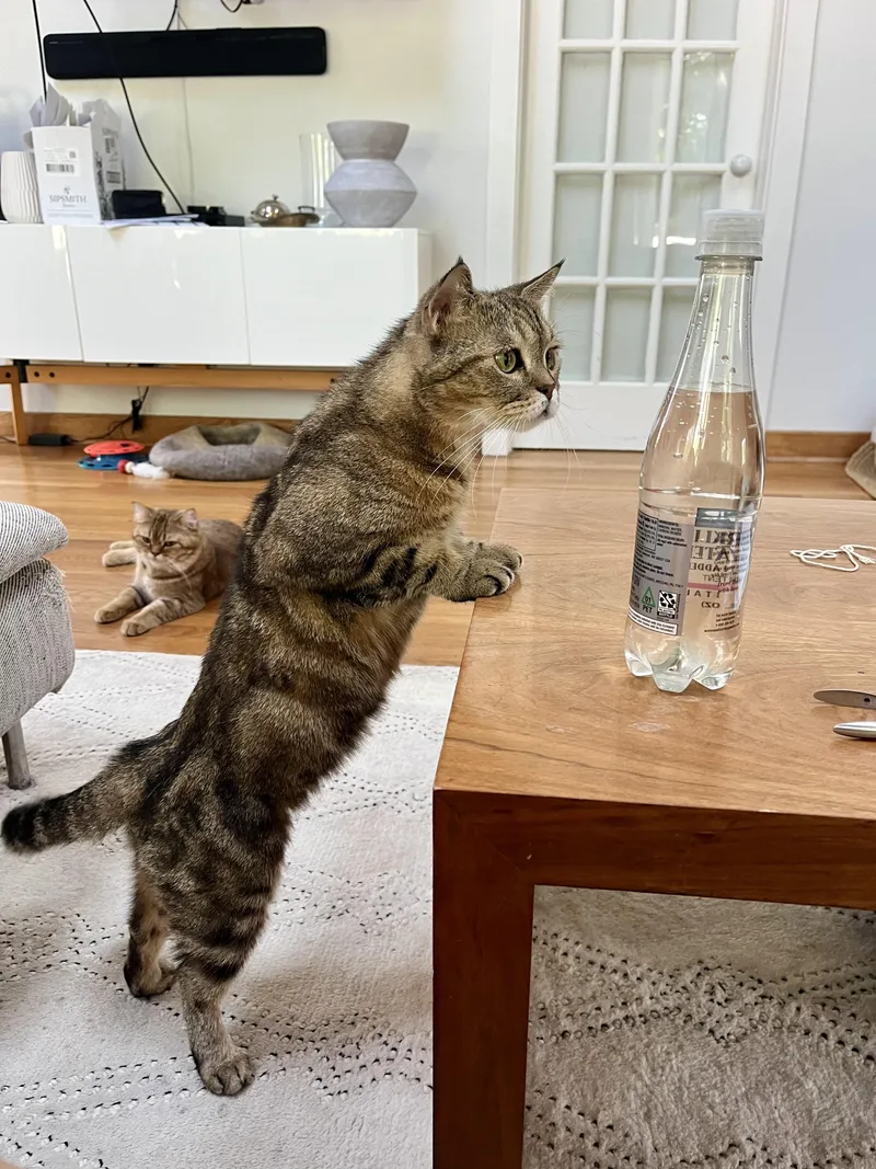 An adult medium-sized female Tabby (Brown / Chocolate) Scottish Fold cat named Rhea for adoption in Brooklyn, NY