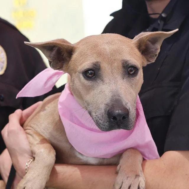 A young small-sized female Terrier dog named Rosie for adoption in San Antonio, TX