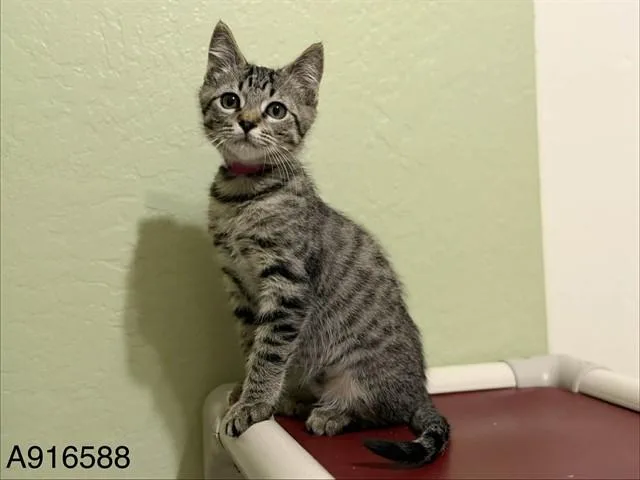 A baby small-sized male Domestic Short Hair cat named Rafe for adoption in Sacramento, CA
