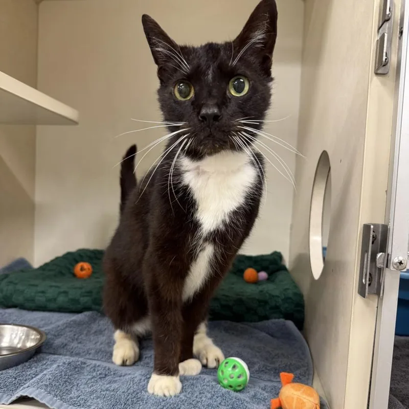 A senior medium-sized male Domestic Short Hair cat named Abel for adoption in Hagerstown, MD