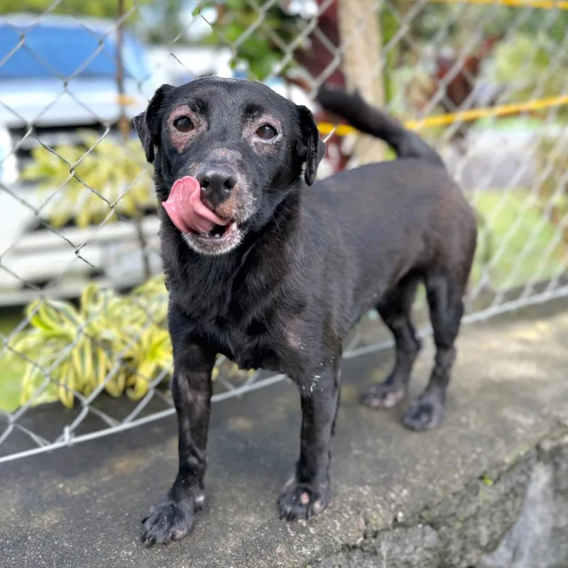 An adult small-sized female Black Mixed Breed dog named Hokulani for adoption in Keaau, HI