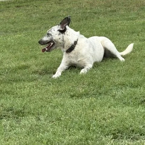 A young medium-sized female Gray / Blue / Silver Australian Cattle Dog / Blue Heeler dog named Trouble for adoption in Quitman, TX