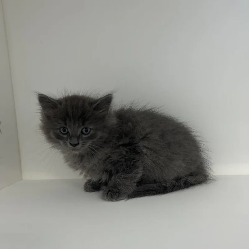 A baby small-sized male Gray / Blue / Silver Domestic Long Hair cat named Alarm Clock for adoption in Greensboro, NC