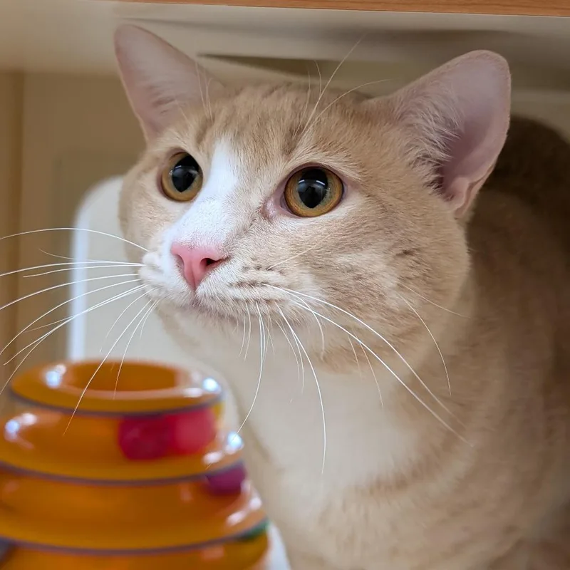 A young large-sized male Buff / Tan / Fawn Domestic Short Hair cat named Mr. Miso for adoption in Thomaston, ME