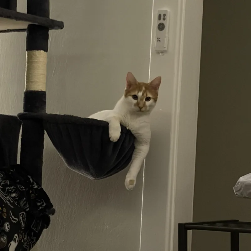 Chester thumbnail 5
