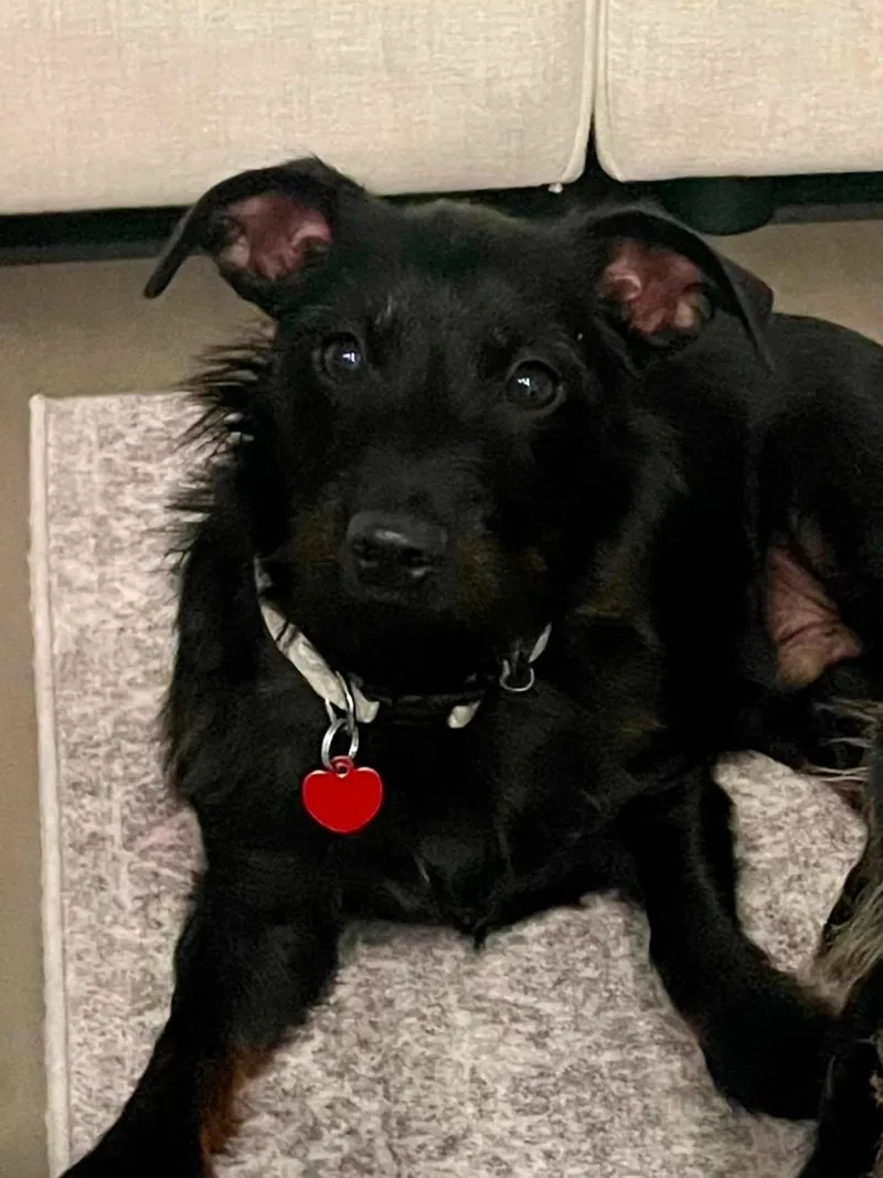 A baby small-sized male Black Miniature Schnauzer dog named Tron for adoption in Miami, FL
