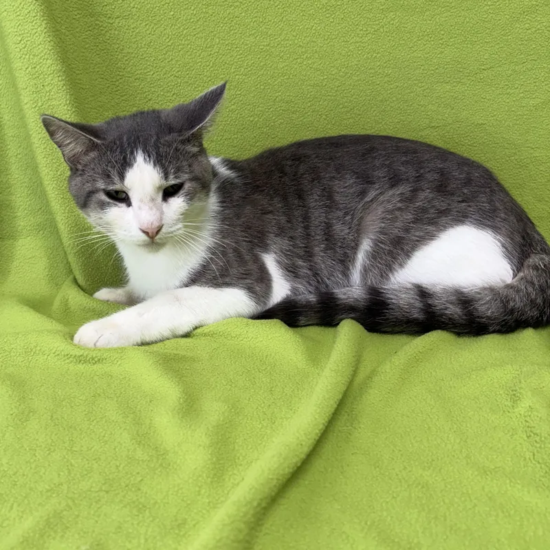 A young medium-sized male Domestic Short Hair cat named Tharion for adoption in Valdosta, GA