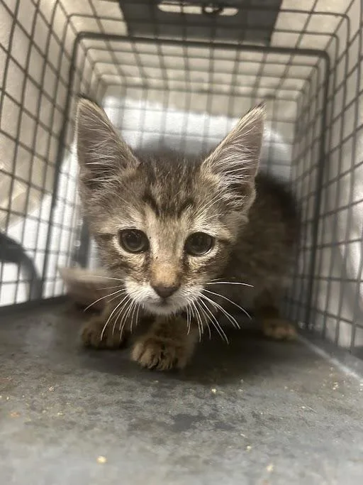 A baby small-sized male Domestic Short Hair cat named Pablo for adoption in Las Vegas, NV