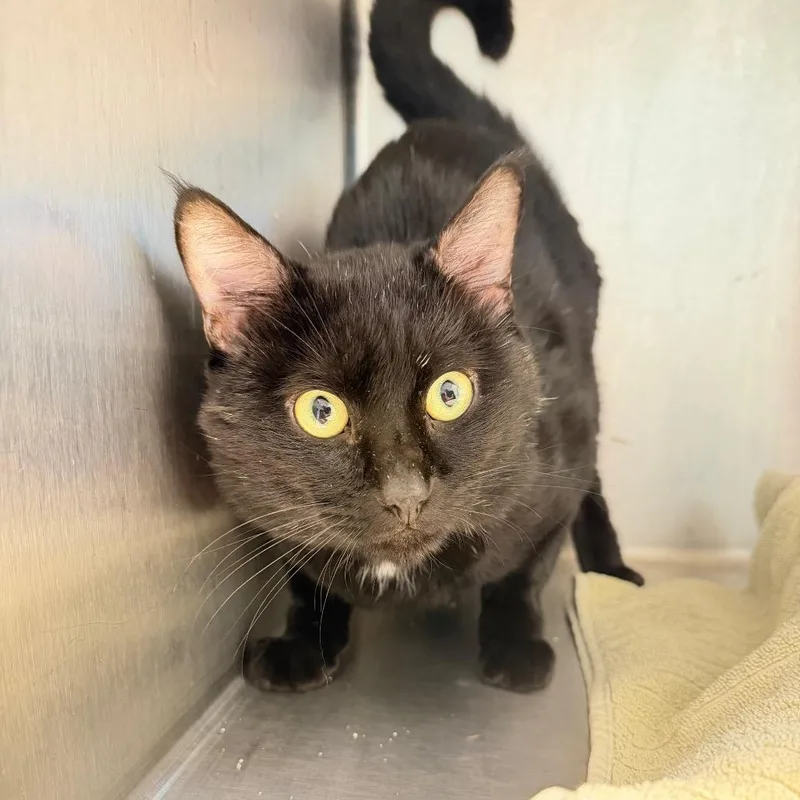 An adult large-sized male Domestic Short Hair cat named Jet for adoption in Englewood, FL