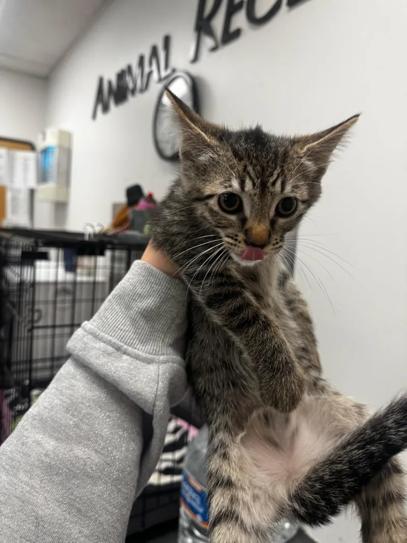 A baby small-sized female Domestic Short Hair cat named Cleo for adoption in Van Nuys, CA