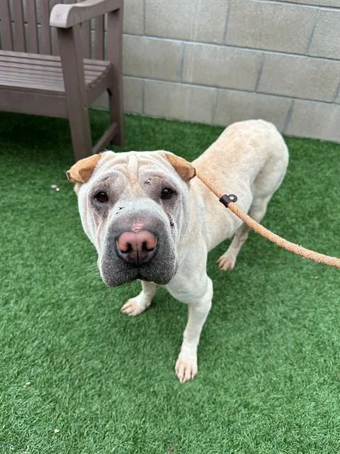 An adult medium-sized female Shar-Pei dog named Mugsy for adoption in San Luis Obispo, CA