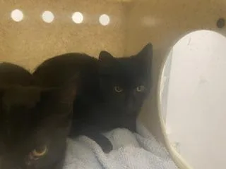 A baby medium-sized female Domestic Short Hair cat named Acalica for adoption in Kent, WA