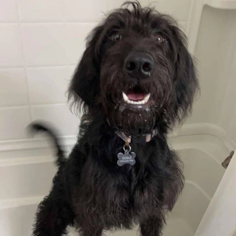 An adult medium-sized female Black Labradoodle dog named Luna for adoption in Weatherford, TX