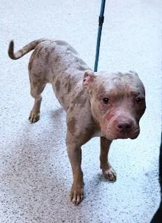An adult medium-sized female Pit Bull Terrier dog named Glow for adoption in Washington, DC
