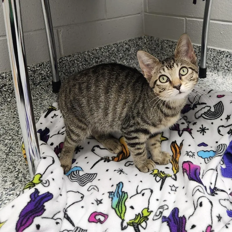 A baby small-sized female Brown / Chocolate Domestic Short Hair cat named Samantha for adoption in Brookfield, WI