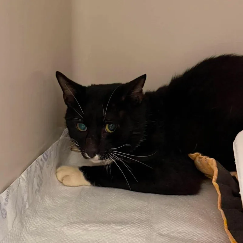 An adult medium-sized male Black Domestic Short Hair cat named Haywood for adoption in Rocky Mount, VA