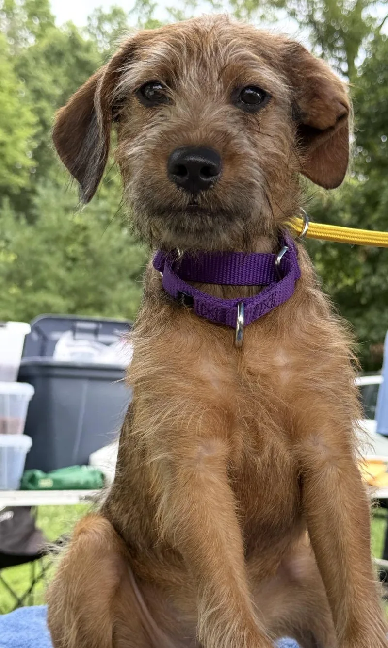 A baby medium-sized male Mixed Breed dog named Ewok for adoption in University Place, WA
