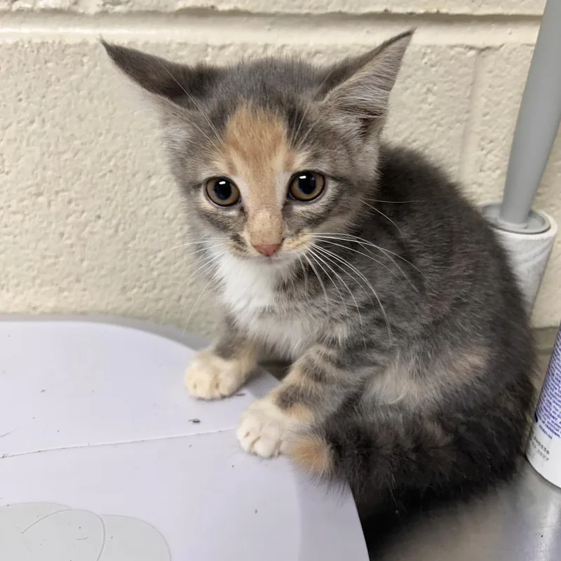 A baby small-sized female Gray / Blue / Silver Domestic Short Hair cat named Athena for adoption in Roxboro, NC